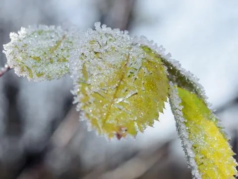 First Frost Stock Photos