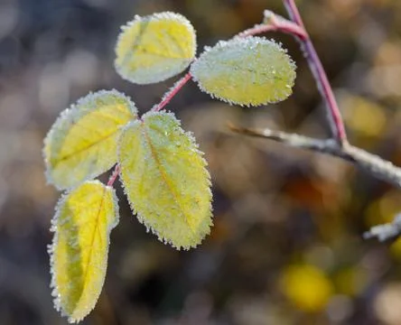 First Frost Stock Photos