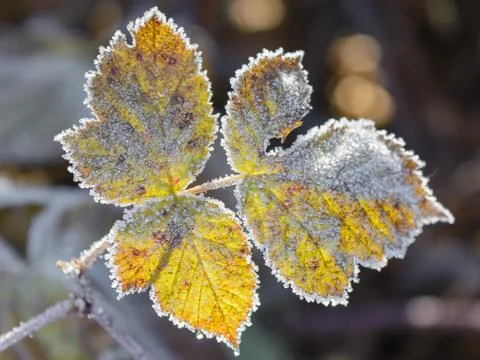 First Frost Foto stock