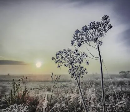First frost Stock Photos