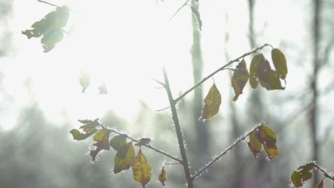 The first frost on plants Stock Footage 81038276