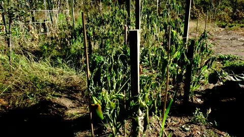 First frost withered bell pepper plants - moving closer toward last of fruits Stock Footage 327120855