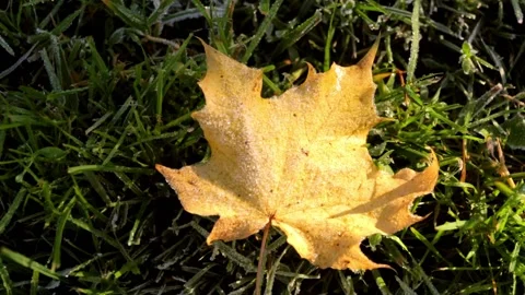 The first frosts. On freezing maple leaf are forming ices and snow crystals. Stock Footage 163761726