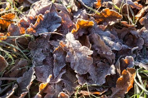 First frosts Stock Photos