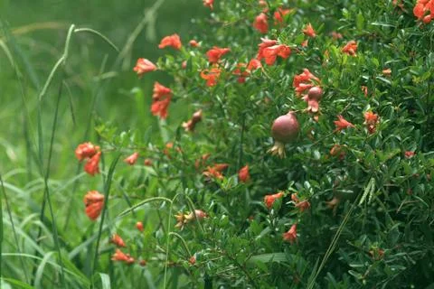 First fruit on a flowering pomegranate tree Stock Photos