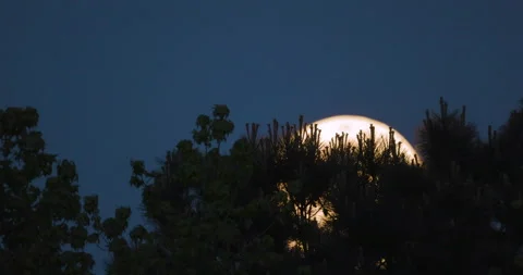 The first full Super Moon in 2021, rising from behind tall trees, time lapse Stock Footage 153857594