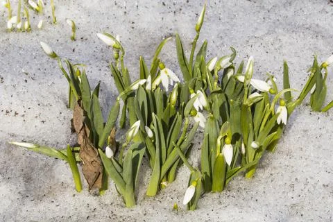 The first galanthas flowers break through the snow in spring. Close up Stock Photos