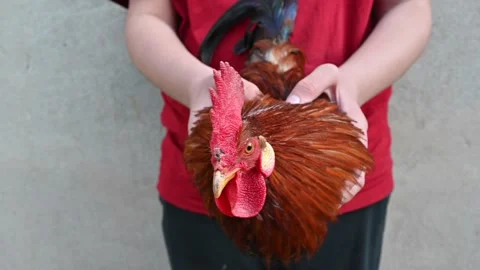 The first gimbal ever invented Stock Footage 149946018