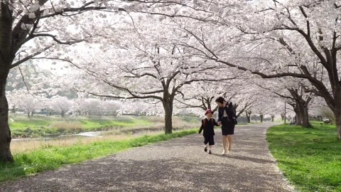 A First Grader Walking Hand in Hand with His Mother Along a Cherry Blossom Stock Footage 331979779