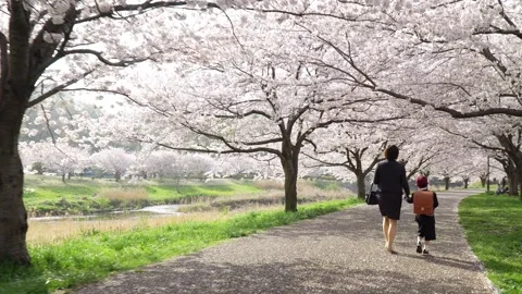 A First Grader Walking Hand in Hand with His Mother Along a Cherry Blossom Stock Footage 331979782
