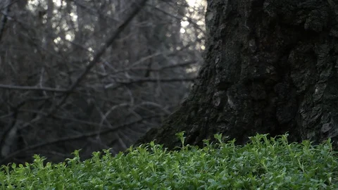 First grass next to a tree Stock Footage