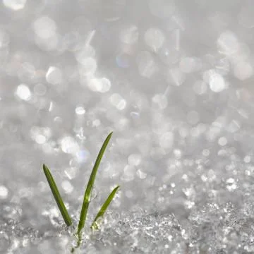 First Grass Stock Photos