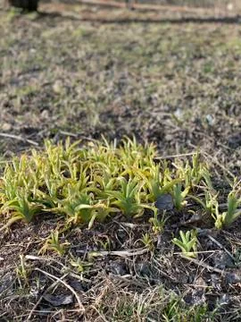 First grass, spring, macro Stock Photos