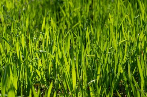 The first grass under the rays of the spring sun Stock Photos