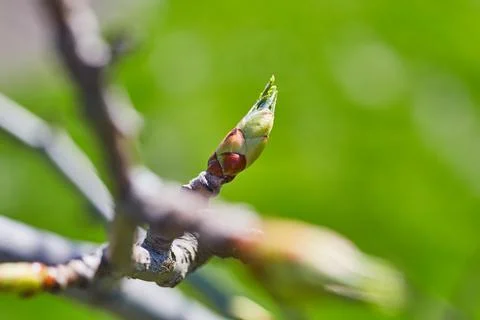 First green bud on a tree in spring Stock Photos
