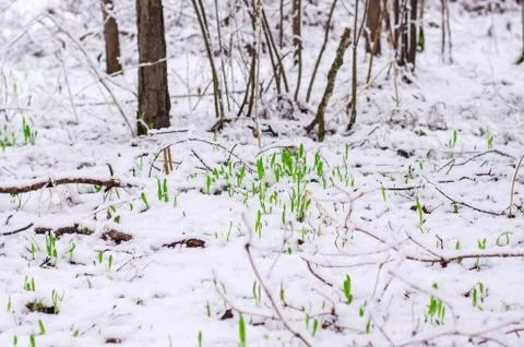 The first green grass grows through the snow in the forest glade Stock Photos
