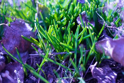 First green grass in spring. First garlic sprouts coming from the ground. gre Stock Photos