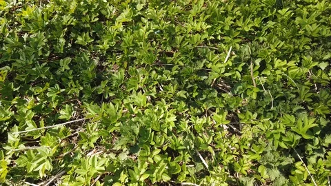 The first green grass in the spring forest. 4k Green grass background Stock-Footage 129561128