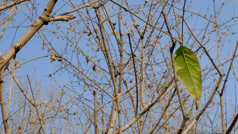 The first green leaf of spring 스톡 동영상 95875649