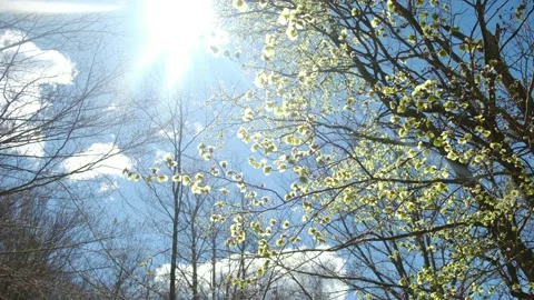 First green leaves after winter spring first green leaves reborn concept 스톡 동영상 237425199