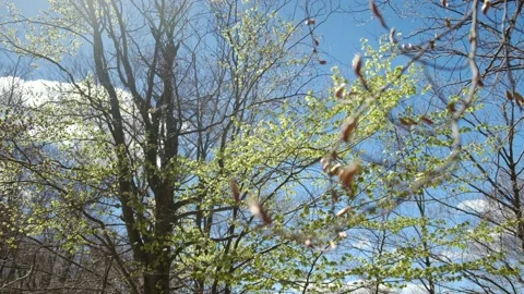 First green leaves after winter spring first green leaves reborn concept Stock Footage 237425204
