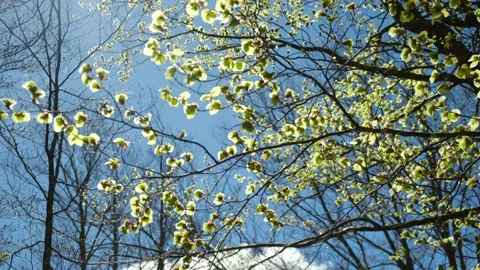 First green leaves after winter spring first green leaves reborn concept Stock Footage 237425218