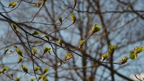 First green leaves after winter spring first green leaves reborn concept Stock Footage 237425226