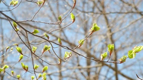 First green leaves after winter spring first green leaves reborn concept Stock Footage 237425227