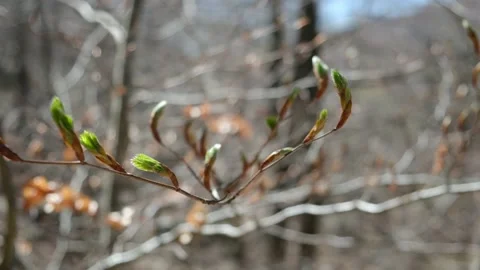 First green leaves after winter spring first green leaves reborn concept Stock Footage 237425230