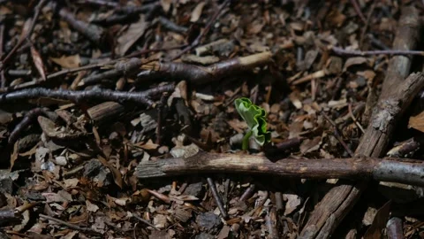 First green leaves after winter spring first green leaves reborn concept Stock Footage 237425313