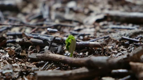 First green leaves after winter spring first green leaves reborn concept Stock Footage 237425315