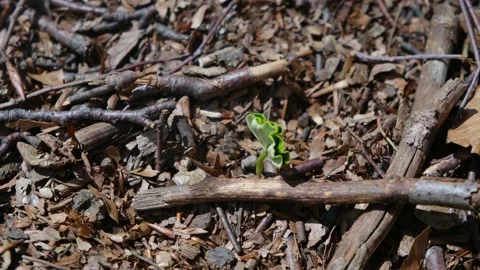 First green leaves after winter spring first green leaves reborn concept Stock Footage 237425327