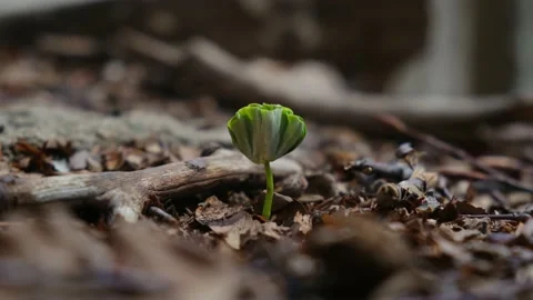 First green leaves after winter spring first green leaves reborn concept Stock Footage 237425329