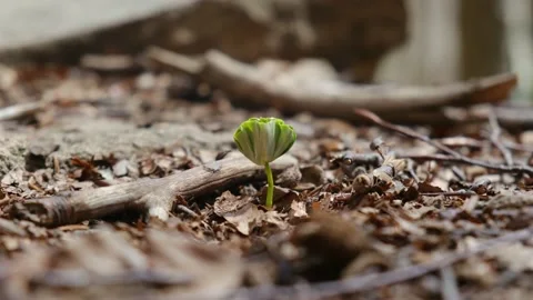 First green leaves after winter spring first green leaves reborn concept Stock Footage 237425345