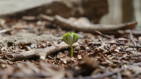 First green leaves after winter spring first green leaves reborn concept Stock Footage 237425346