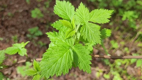 First green leaves on a branch in spring Video stock 274009969