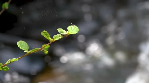 The first green leaves on a branch. Thin web. Blurred river background with sun Stock Footage 130381707
