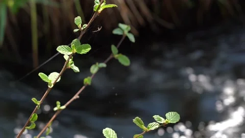 The first green leaves on a branch. Thin web.  Stock Footage 130504951