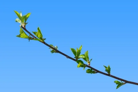 First green leaves of cherry tree branch 스톡 사진