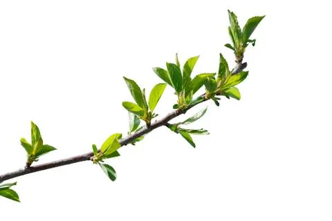First green leaves of cherry tree branch Stock-Fotos