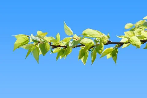 First green leaves on peach tree branch Stock Photos