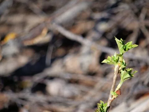 The first green leaves of spring on a blurred background Stock Photos