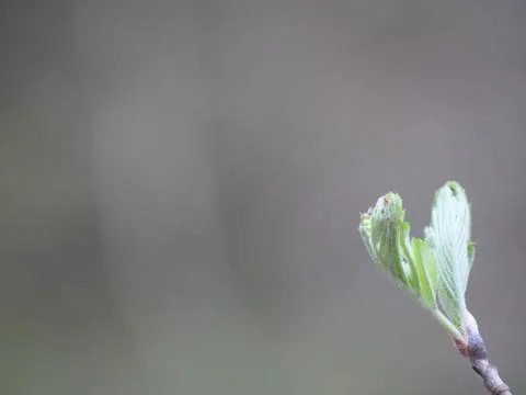 The first green leaves of spring on a blurred background Stock Photos