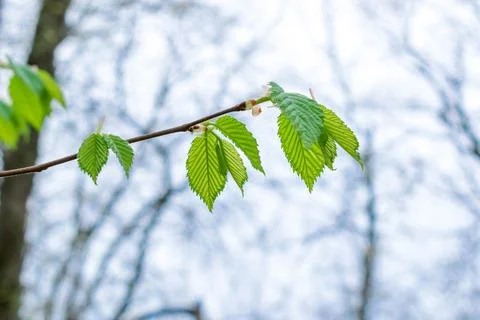The first green leaves in the spring forest. Young Hazel leaves Corylus avell Stock Photos