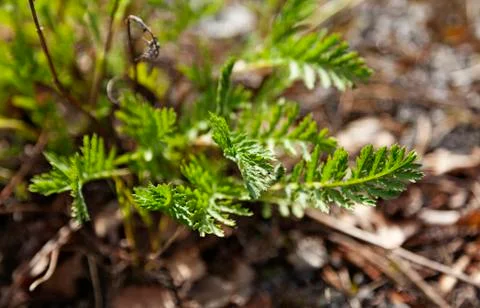 The first green leaves in the spring here in Norrland Stock Photos