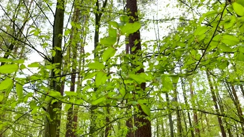First green leaves on spring tree branch. Close up tree branch. Stock Footage 240080127