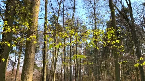 First green leaves on tree branch at spring. Stock Footage 186727834