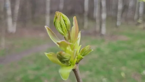 First green leaves on tree branches in spring. Nature 4k Video stock 187086188