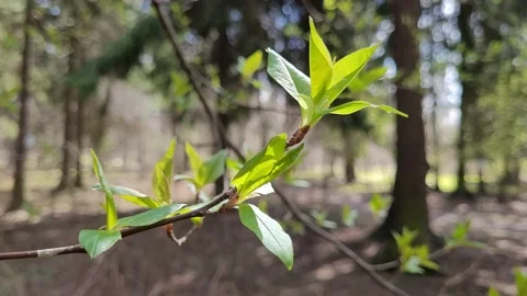First green leaves on tree branches in spring. Nature 4k Stock Footage 187092326