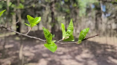 First green leaves on tree branches in spring. Nature 4k Video stock 187137619